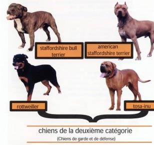 categorie chien